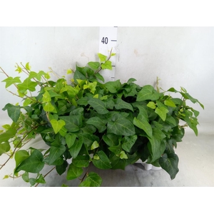 Hedera helix 'Mein Herz'