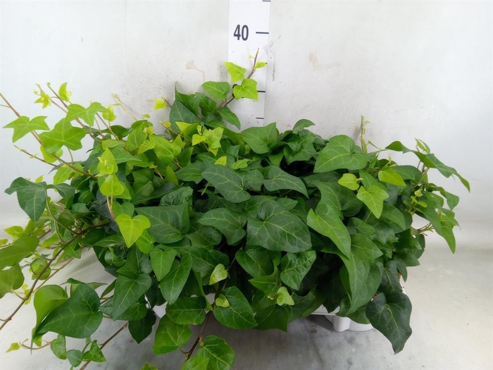 <h4>Hedera helix 'Mein Herz'</h4>