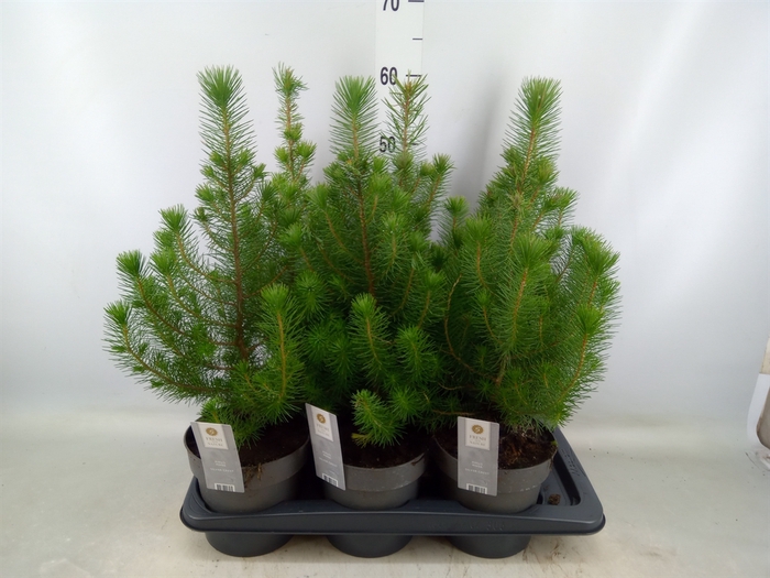 <h4>Pinus pinea 'Silver Crest'</h4>