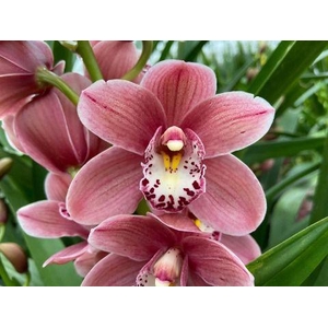 CYMB MI PINK PERFECT Leekade X10