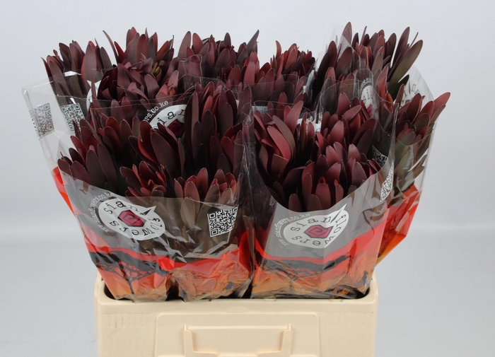 <h4>LEUCAD SAF SUNSET</h4>