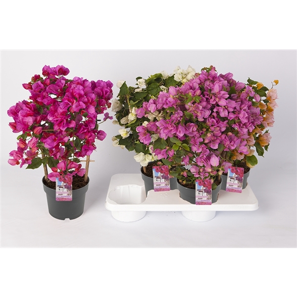 <h4>Bougainvillea 'Sanderiana' en echelle mix color</h4>