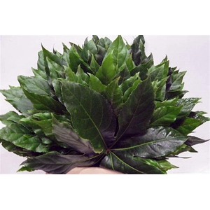 Aralia Extra