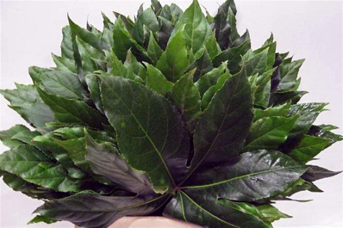 <h4>Aralia Extra</h4>