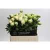 Paeonia Madame Claude Tain