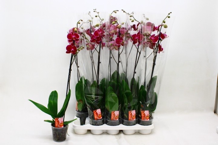 <h4>PHAL OV PAARS</h4>