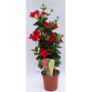 Mandevilla Sundaville Red piramide