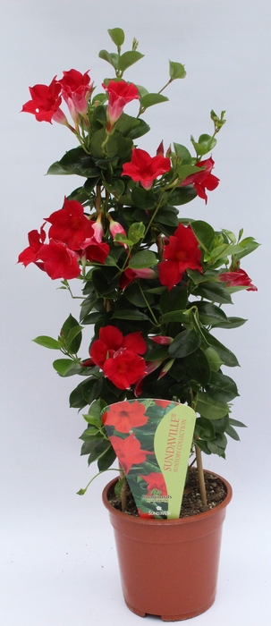 <h4>Mandevilla Sundaville Red piramide</h4>