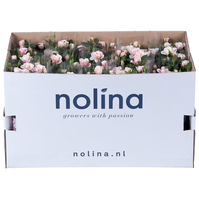 <h4>Nolina Roses Ø 10,5 cm. Piia in box st. 1-2</h4>
