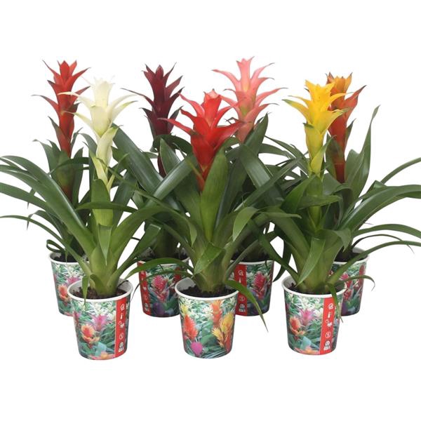 <h4>Guzmania gemengd in smartcup</h4>