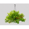 COLUMNEA HIRTA C21