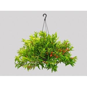 COLUMNEA HIRTA C21