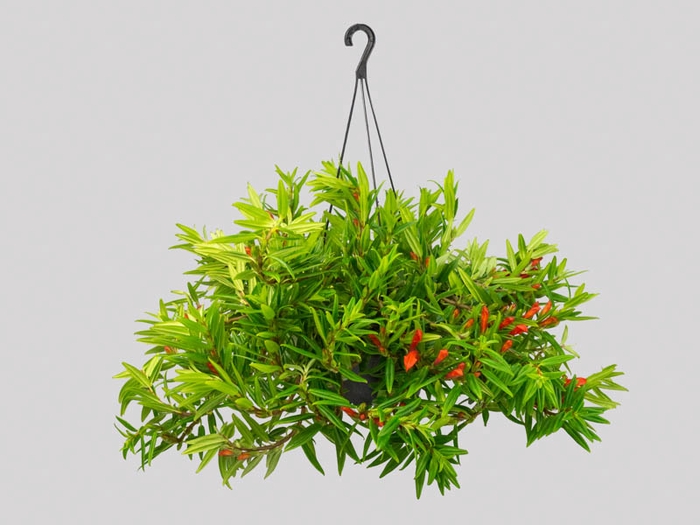 COLUMNEA HIRTA C21