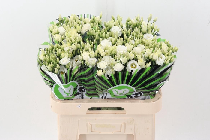 <h4>Eus G Rosi White</h4>