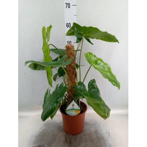 Philodendron   ...