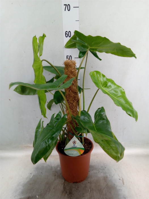 <h4>Philodendron   ...</h4>