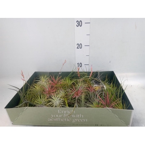 Tillandsia