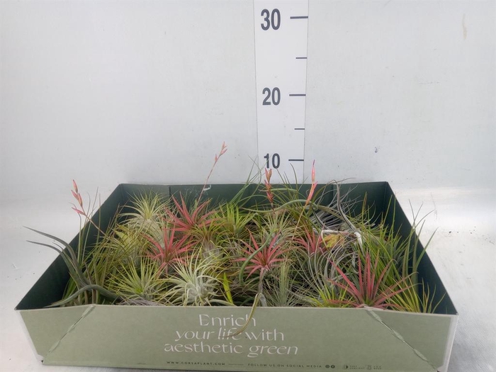 <h4>Tillandsia</h4>