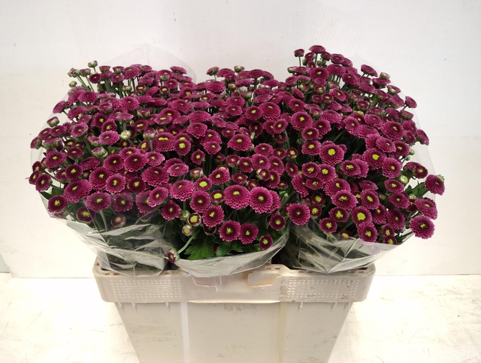 <h4>CHR S AAA PURPETTA</h4>