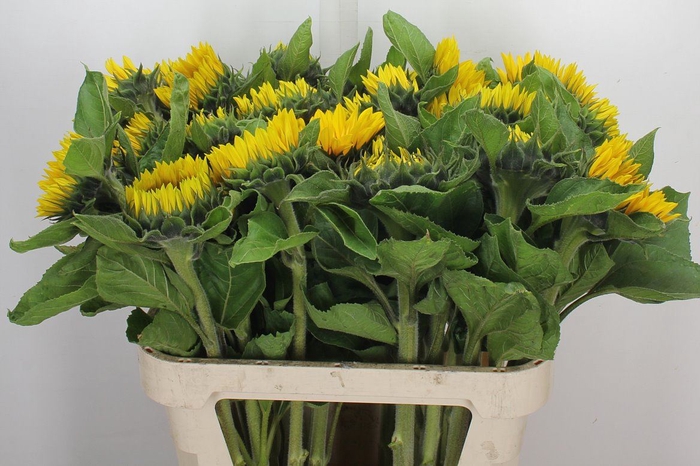 <h4>Helianthus an. 'Sunrich Orange'</h4>