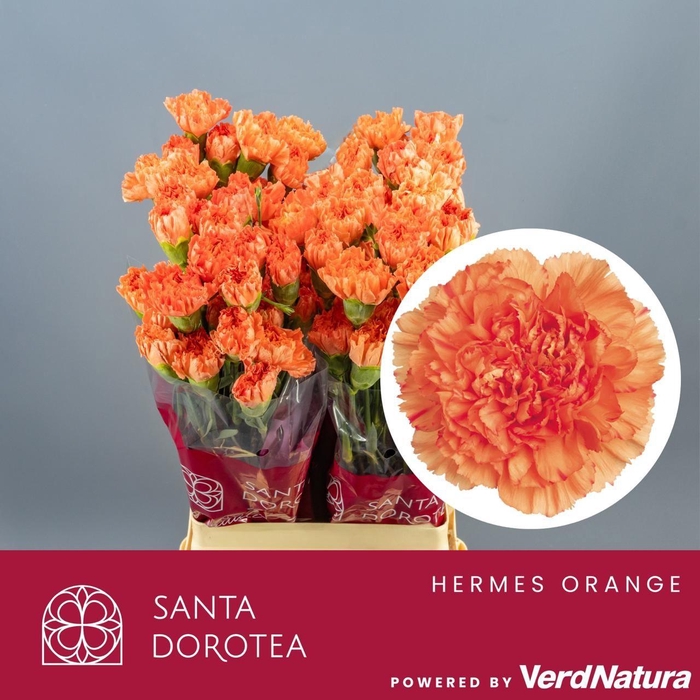<h4>Di ST Hermes Orange SEL</h4>