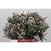 Kaaps Groen Silver Brunia