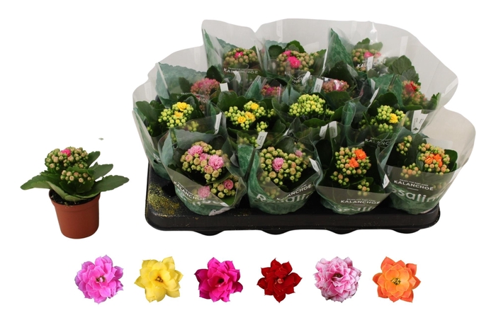 <h4>KAL GE RO GEM 6 KL</h4>