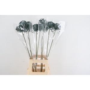 DF Allium Paint Light Blue