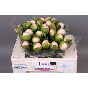 Paeonia Col Owen Cousin | Heavy Quality