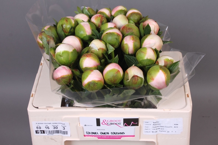 <h4>Paeonia Col Owen Cousin | Heavy Quality</h4>