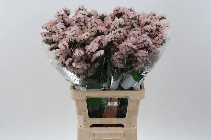 <h4>LIMONIUM SINUATUM 'APRICOT SUN BIR'</h4>