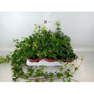 Hedera helix 'Shamrock'