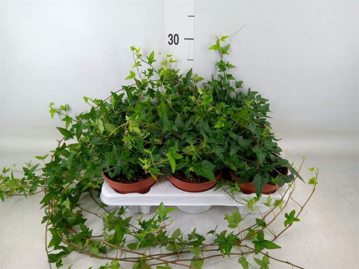 <h4>Hedera helix 'Shamrock'</h4>