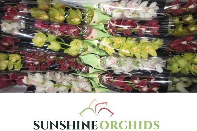 <h4>CYMB MI GEM</h4>