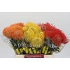 Nutans Mix 3 kleur