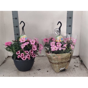 HANGING BASKETS