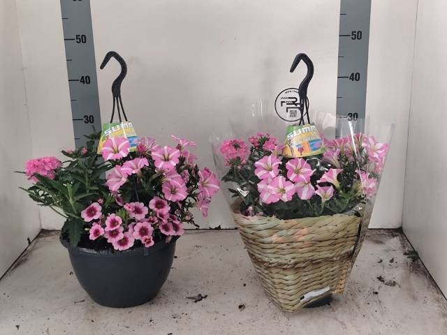 <h4>HANGING BASKETS</h4>