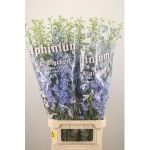 Delph El Dewi Boy Pale Blue