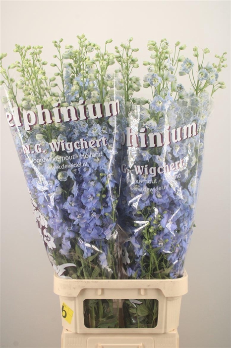 <h4>Delph El Dewi Boy Pale Blue</h4>