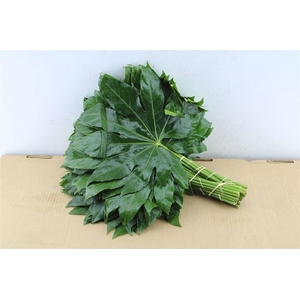 Aralia 35 Cm South Africa