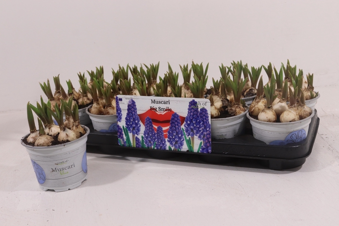 <h4>MUSCAR BIG SMILE</h4>