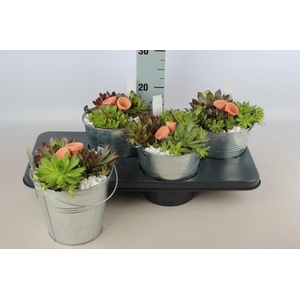 ARR SEMPERVIVUM