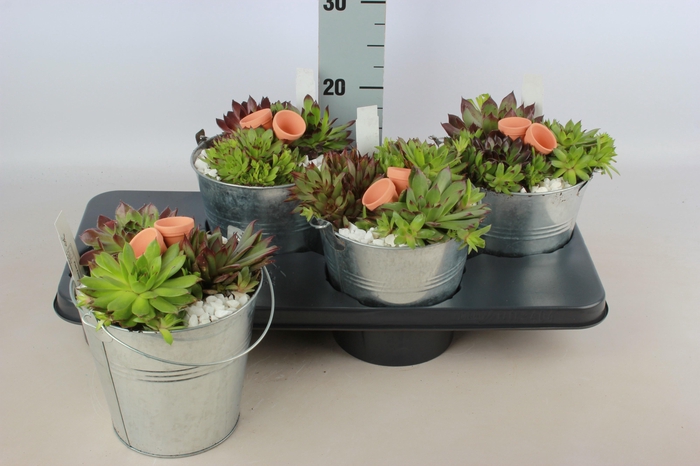 <h4>ARR SEMPERVIVUM</h4>