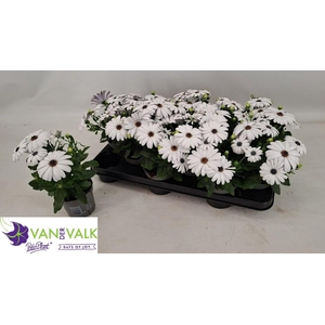 OSTEO FP WHITE
