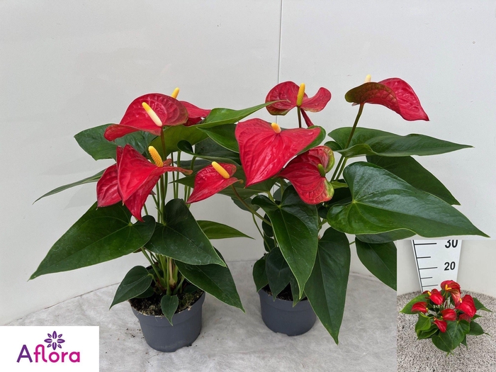 ANTHU AN BAMBINO RED