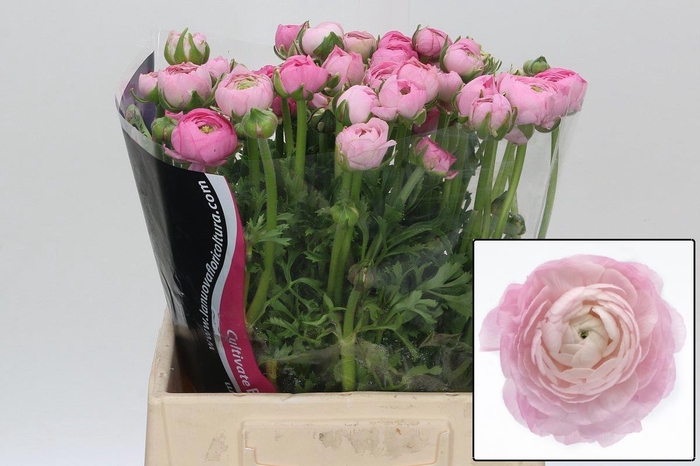 <h4>RAN EL PINK</h4>