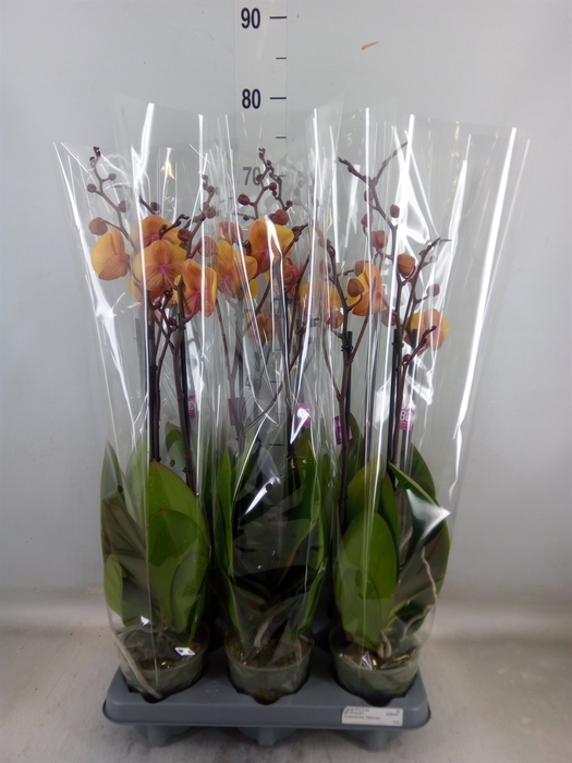 <h4>Phalaenopsis   ...</h4>