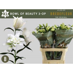 Li Or Du Bo Of Beauty 3+