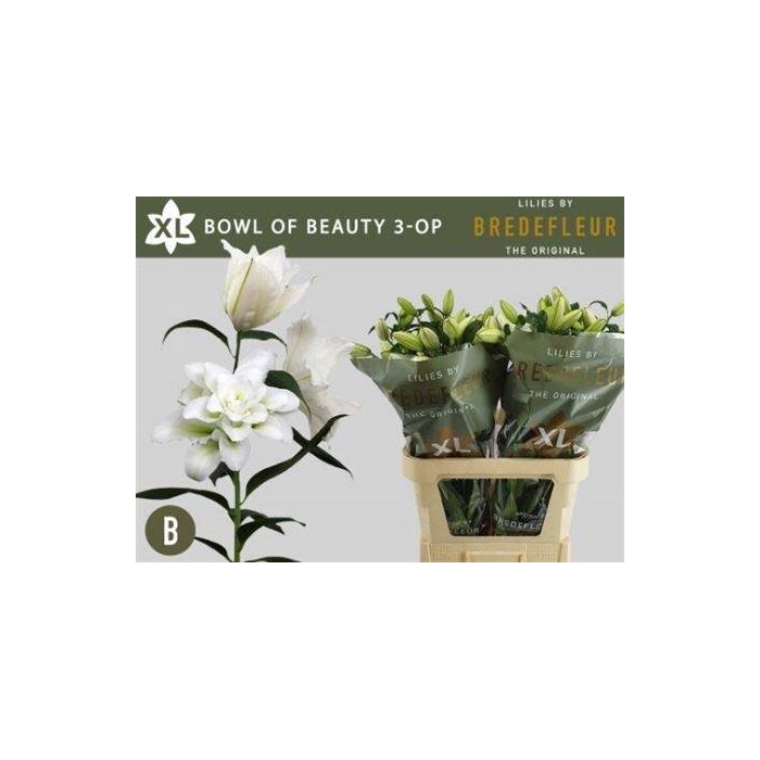 <h4>Li Or Du Bo Of Beauty 3+</h4>