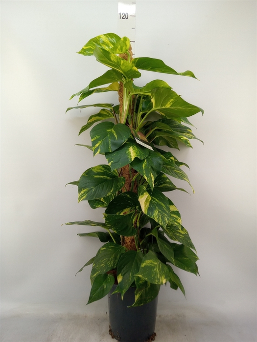 <h4>Epipremnum pinn.   ...moss stick</h4>